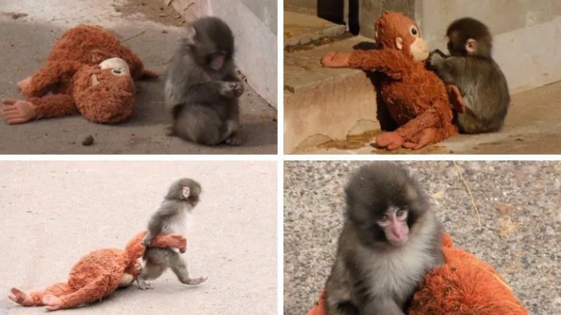 Maymun Punch'ın Peluşu